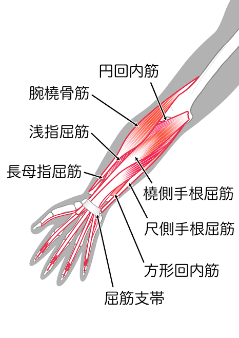 腕・前腕（ぜんわん）